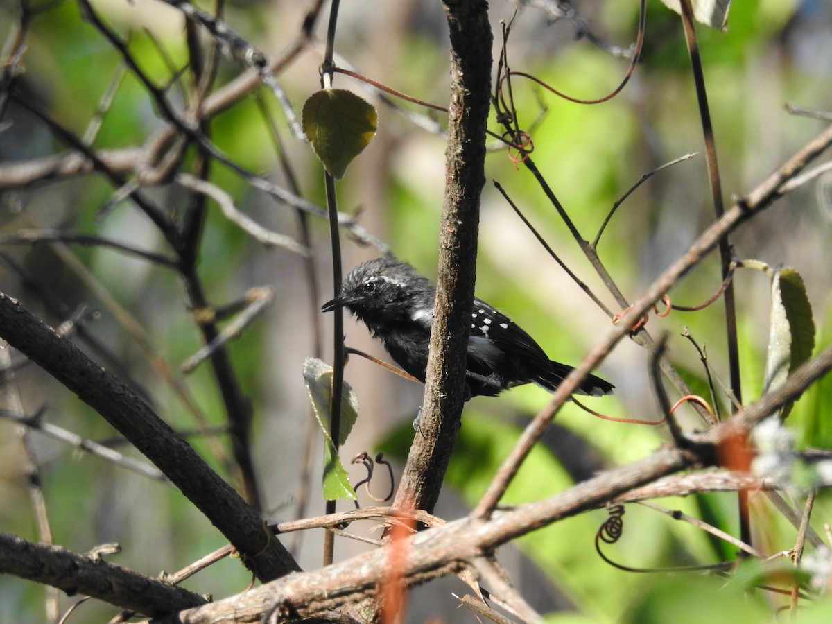 Southern White-fringed Antwren - ML619825920