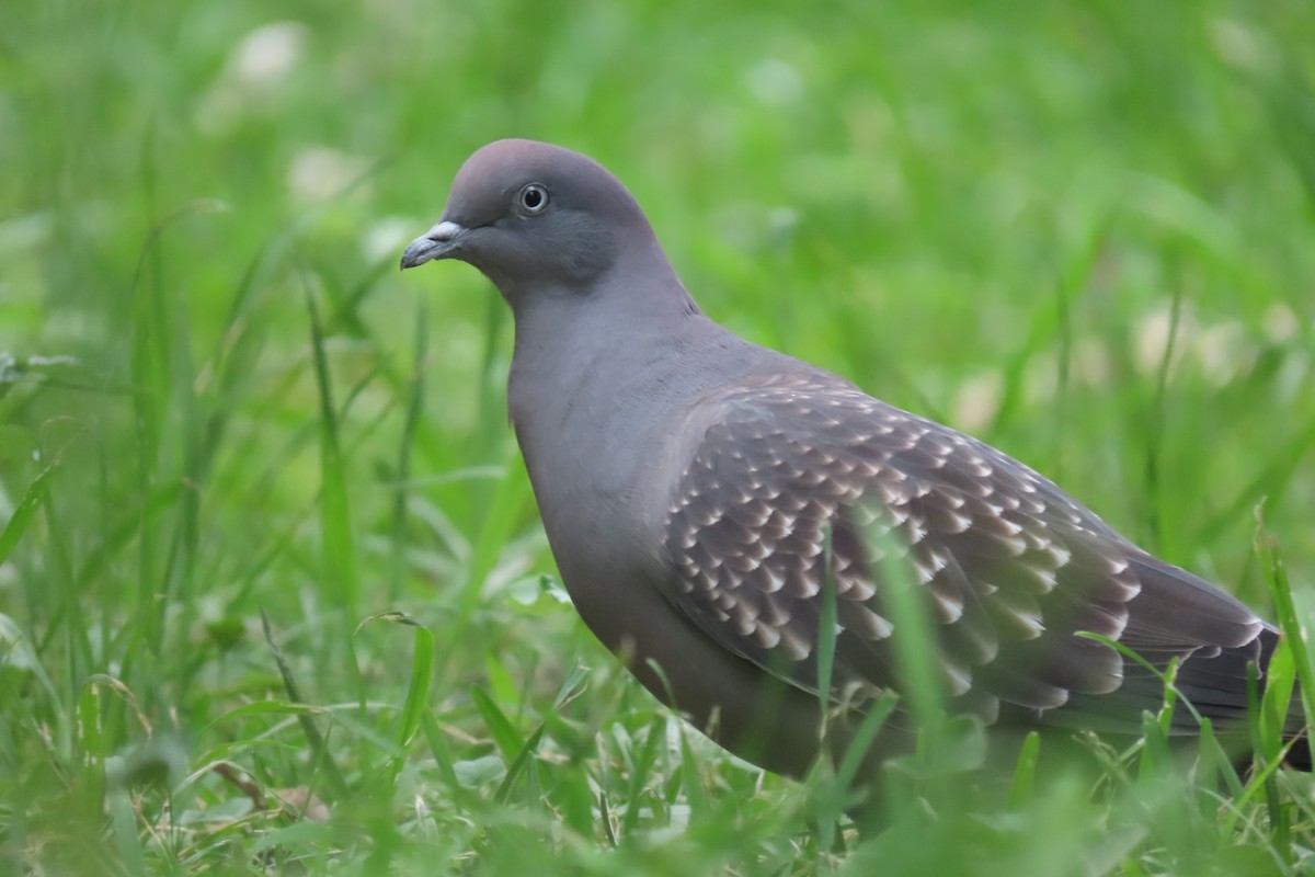 Spot-winged Pigeon - Lior Dor