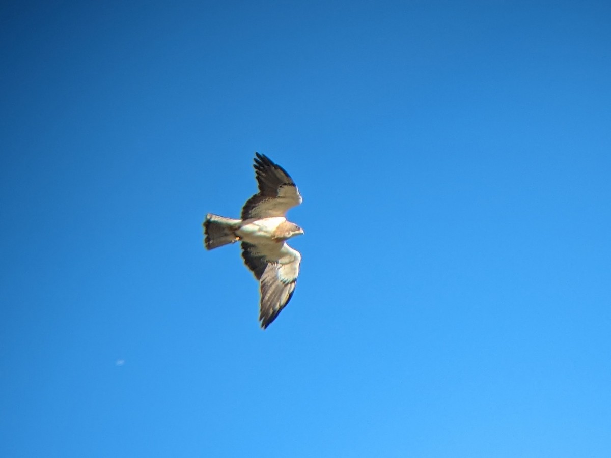 Swainson's Hawk - ML619825950