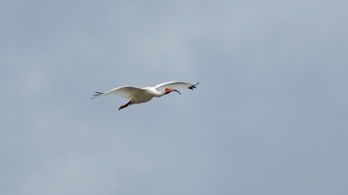 ibis bílý - ML619825954