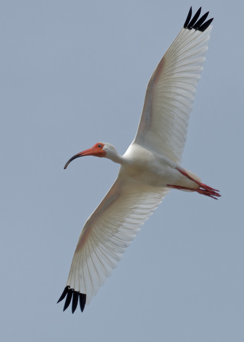 ibis bílý - ML619825961