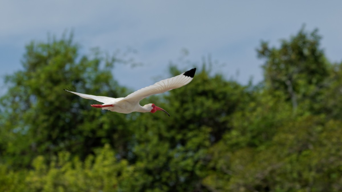 ibis bílý - ML619825965