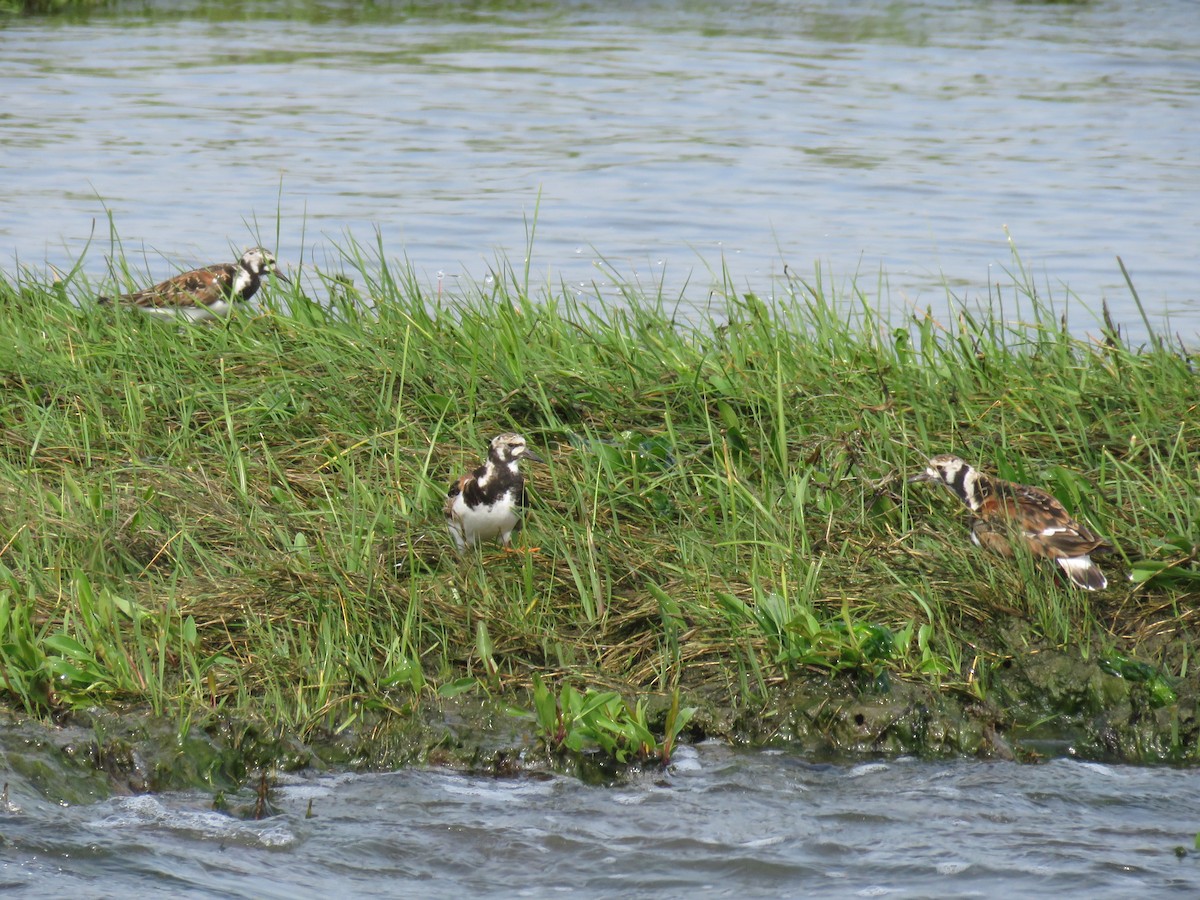 Ruddy Turnstone - ML619825971