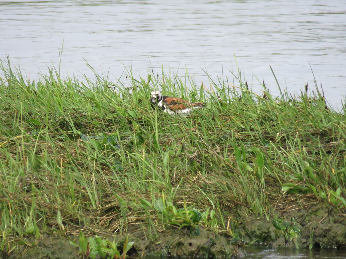 Ruddy Turnstone - ML619825972