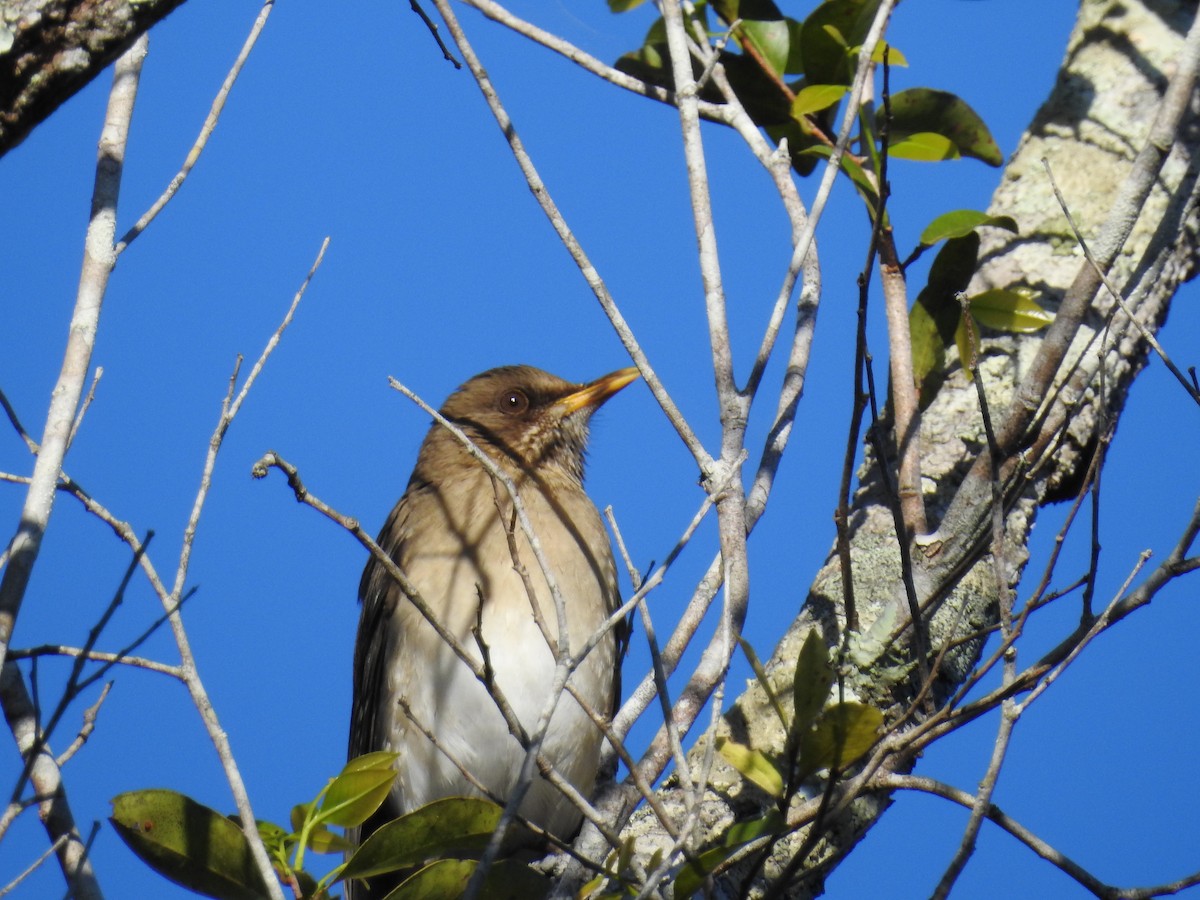 Creamy-bellied Thrush - Raul Afonso Pommer-Barbosa - Amazon Birdwatching