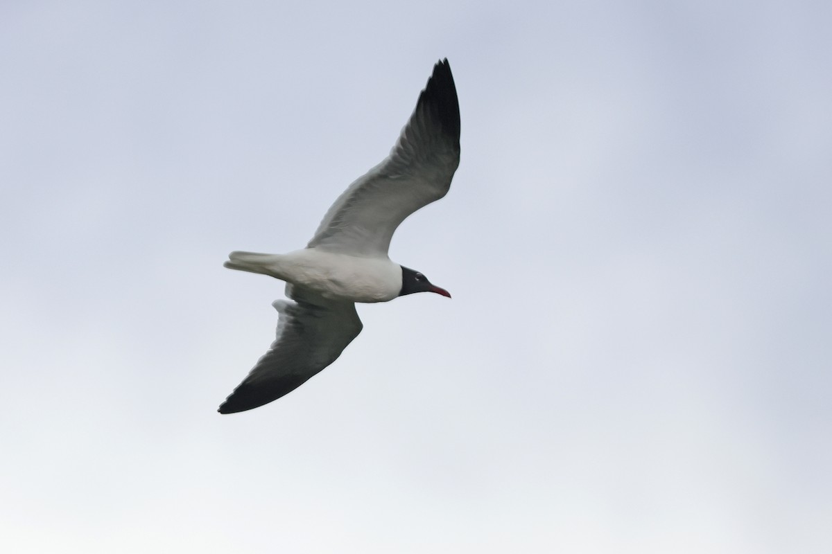 Laughing Gull - ML619825982