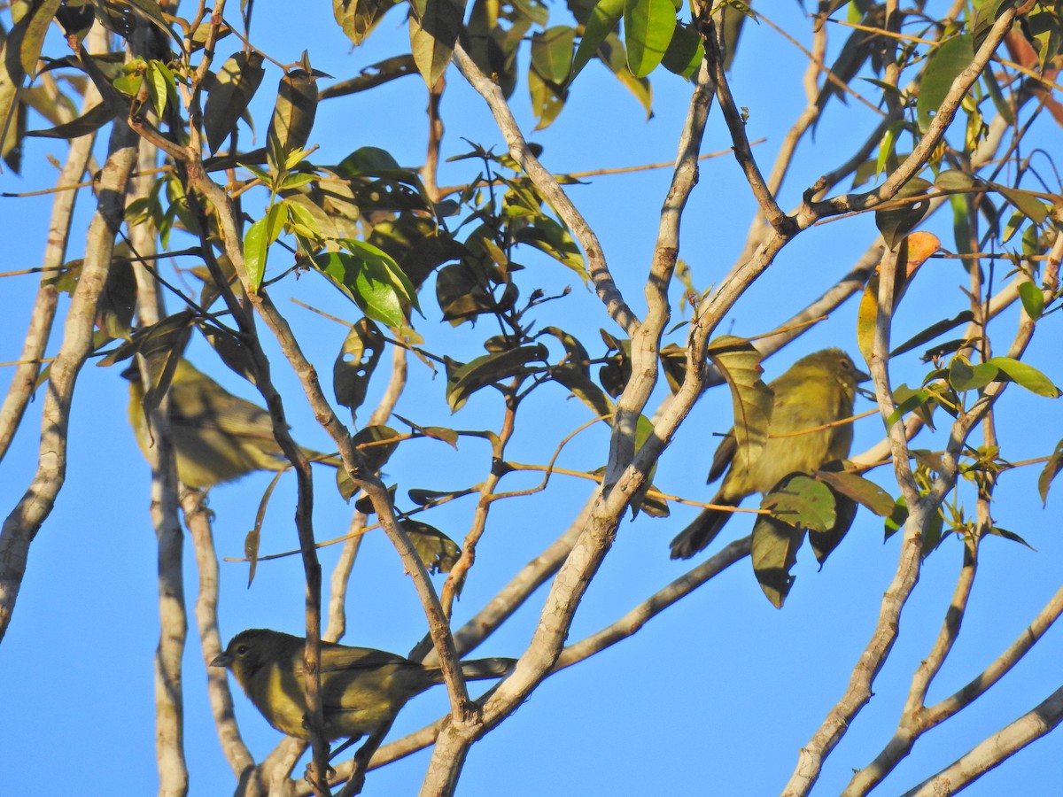 Black-faced Tanager - ML619825986