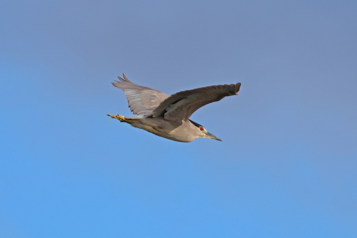 Black-crowned Night Heron - ML619825988