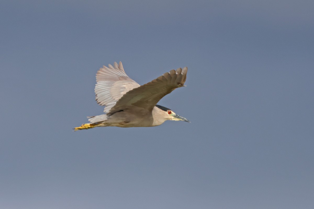 Black-crowned Night Heron - ML619825989