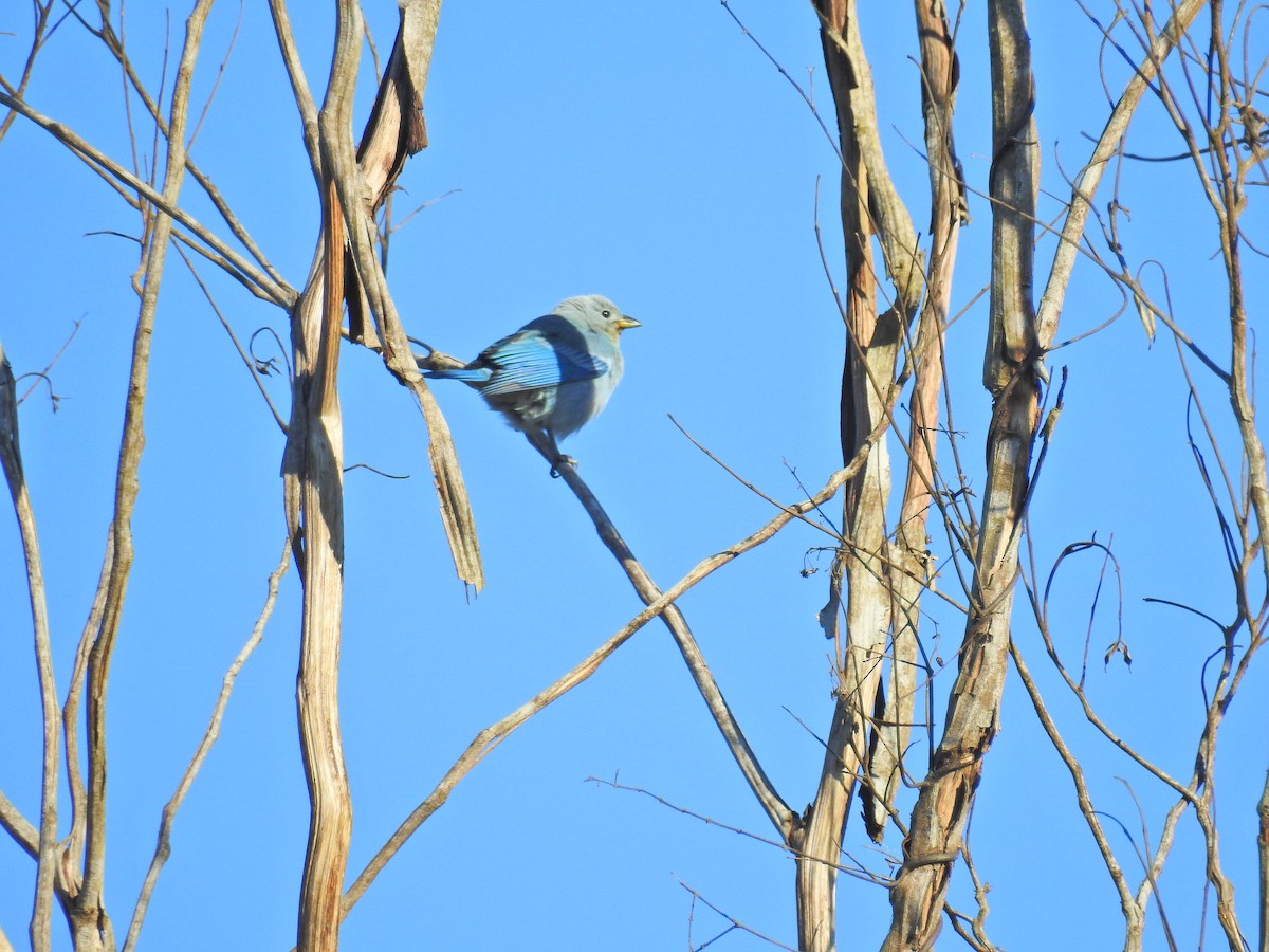 Blue-gray Tanager - Raul Afonso Pommer-Barbosa - Amazon Birdwatching