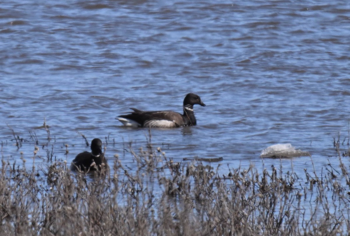 Brant - ML619825994