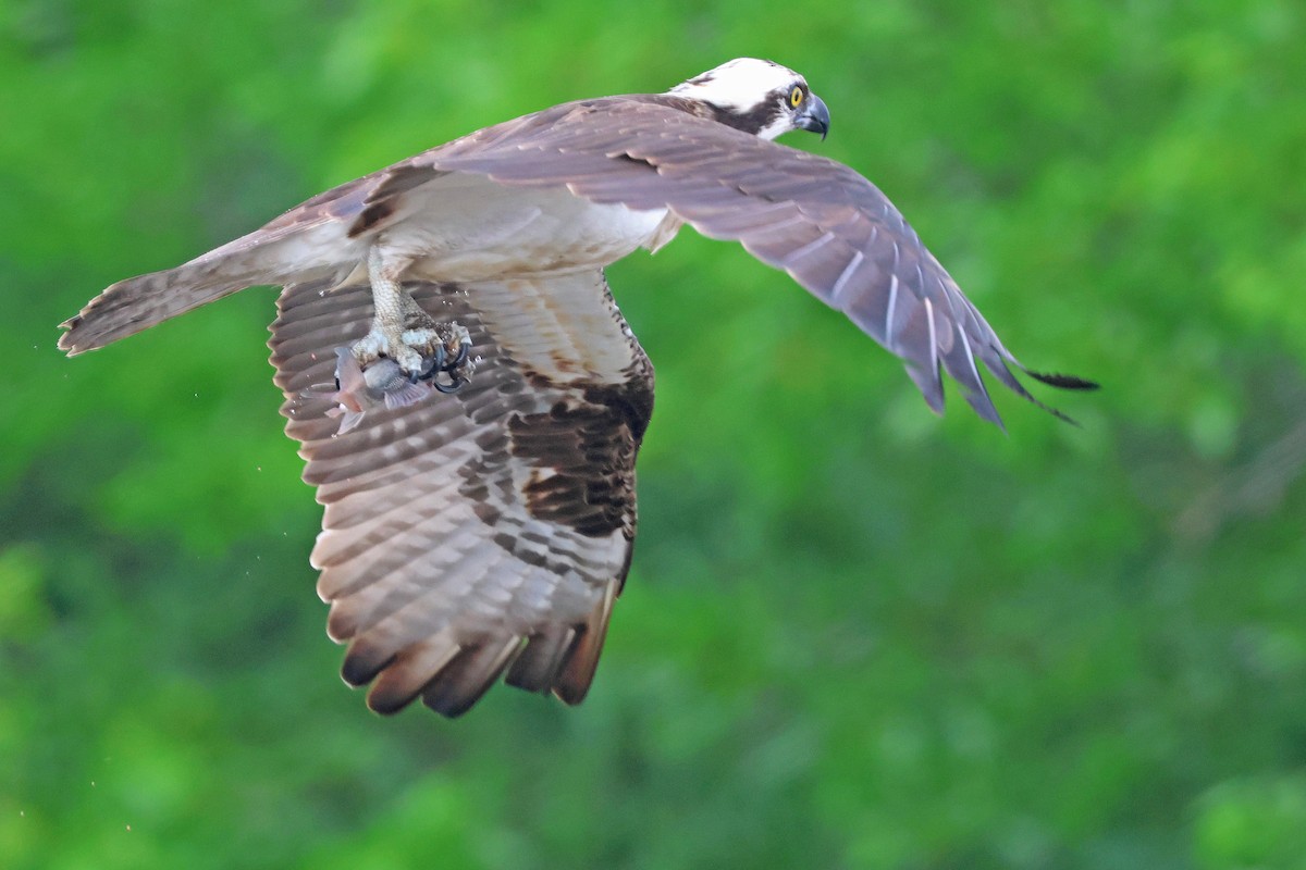 Balbuzard pêcheur - ML619826001