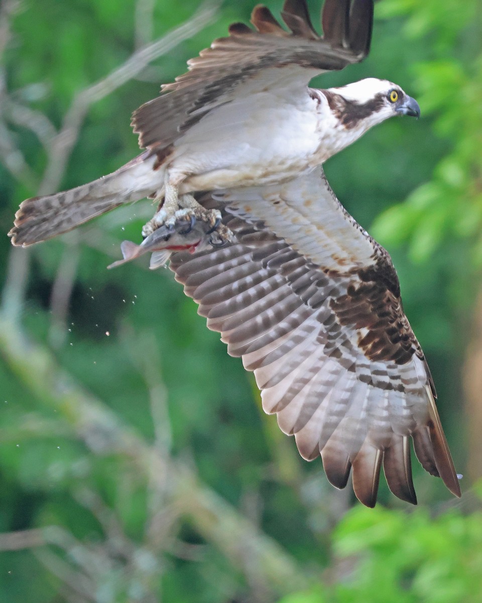 Balbuzard pêcheur - ML619826002