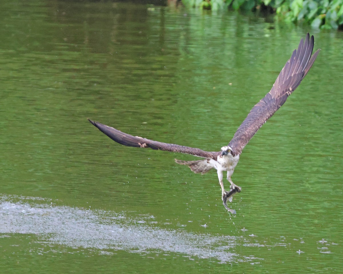 Balbuzard pêcheur - ML619826003