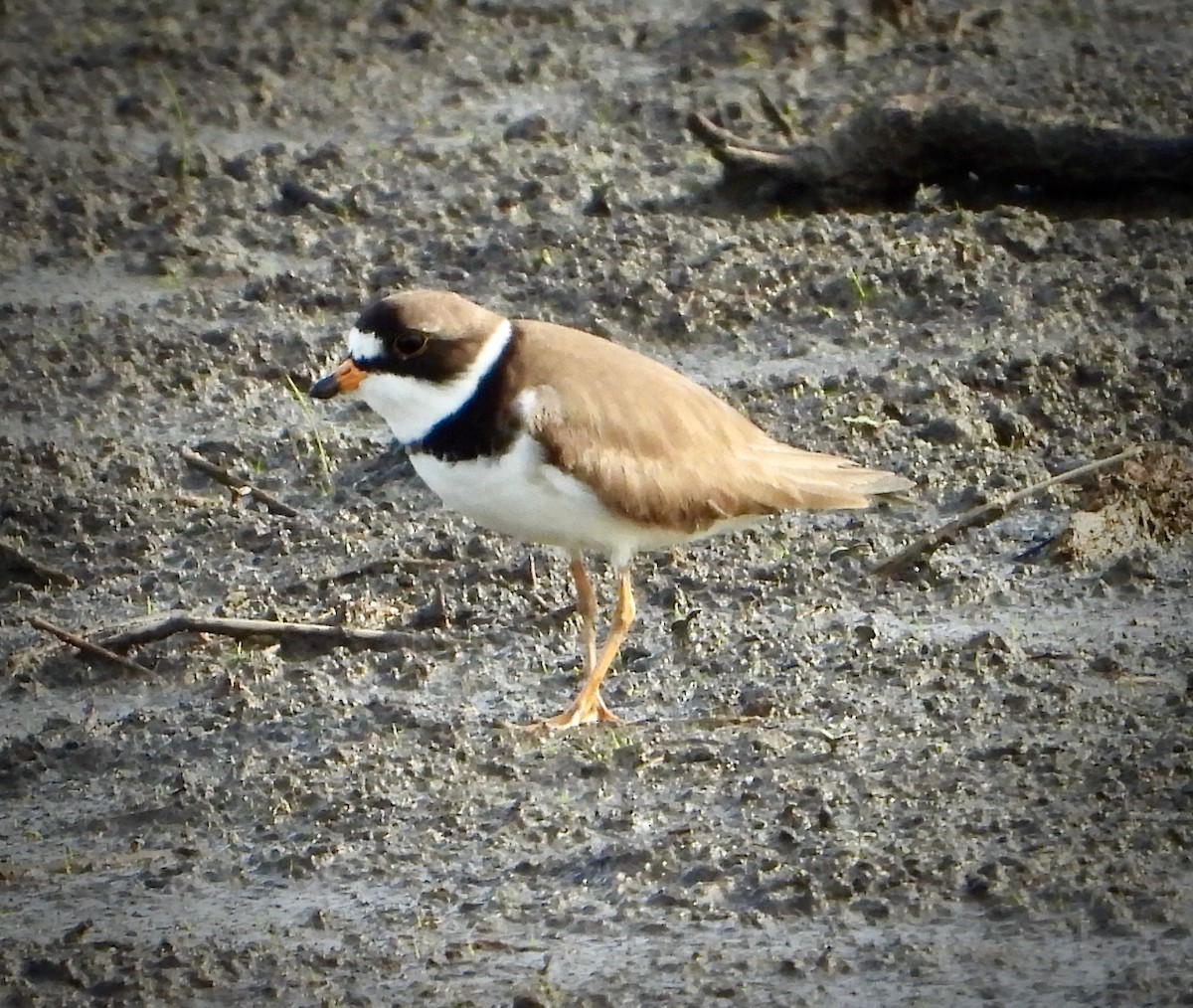 Semipalmated Plover - ML619826050