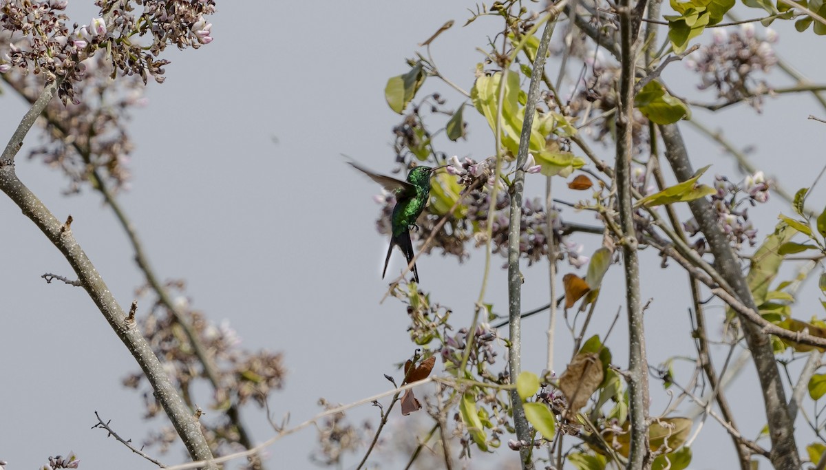 kolibřík cozumelský - ML619826057
