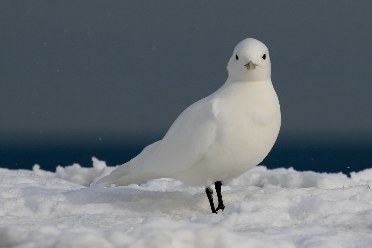 Gaviota Marfileña - ML619826062