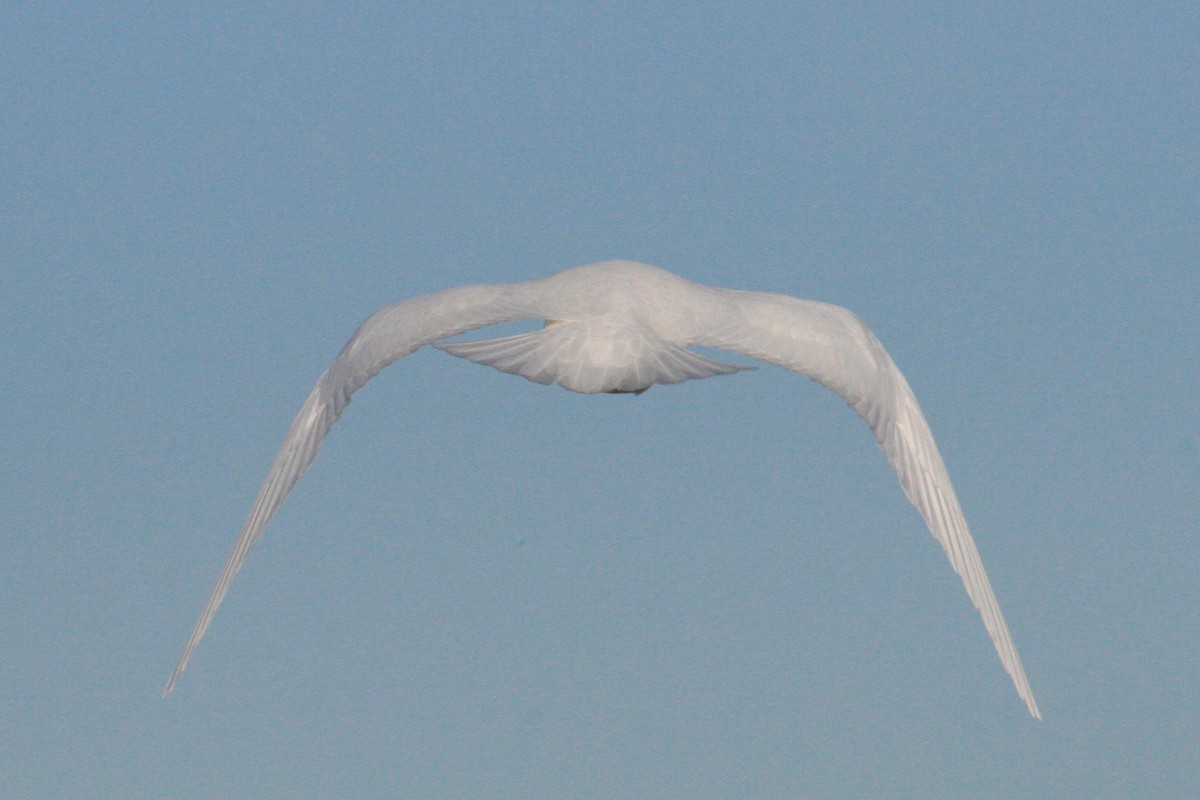 Белая чайка - ML619826066