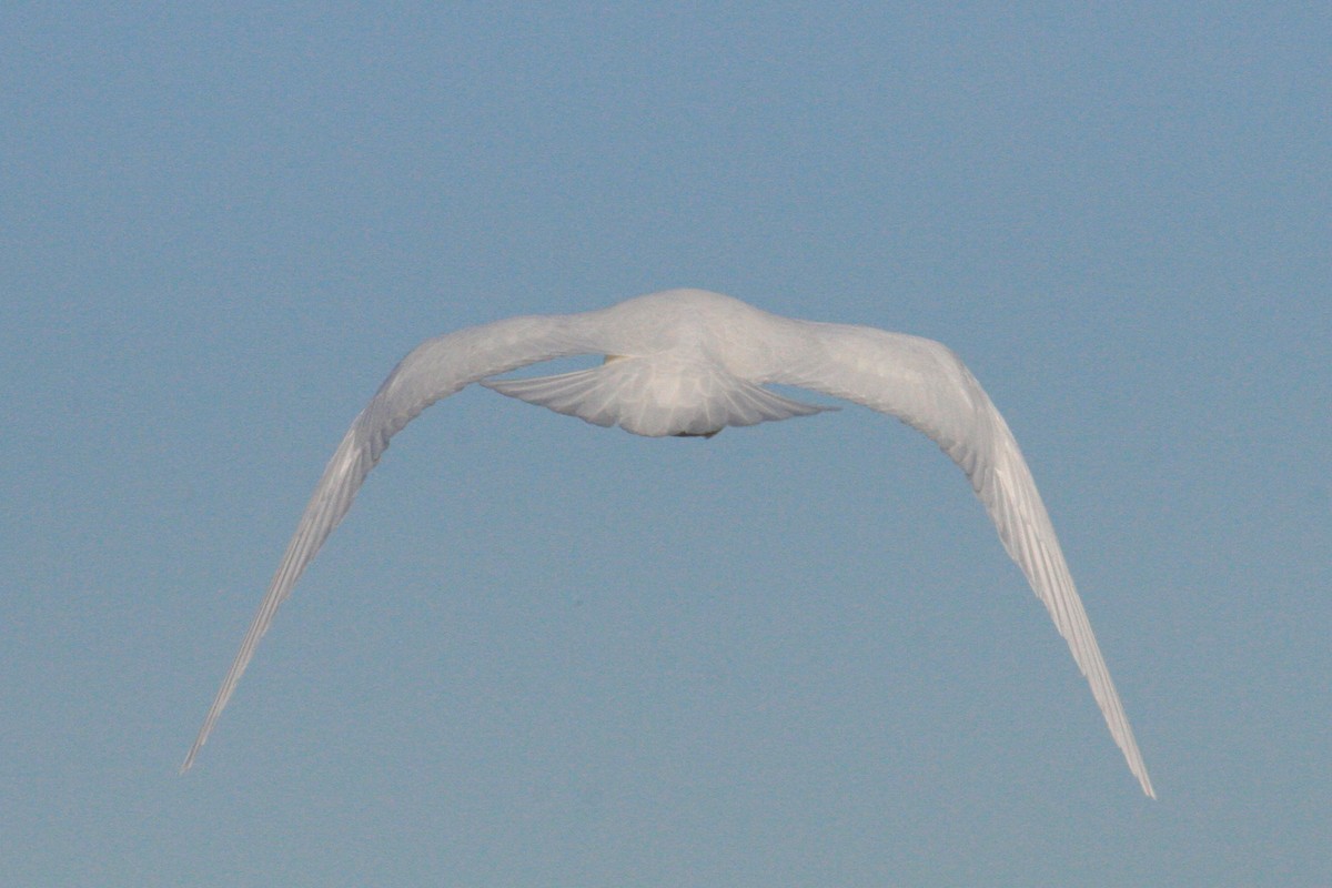 Ivory Gull - ML619826066