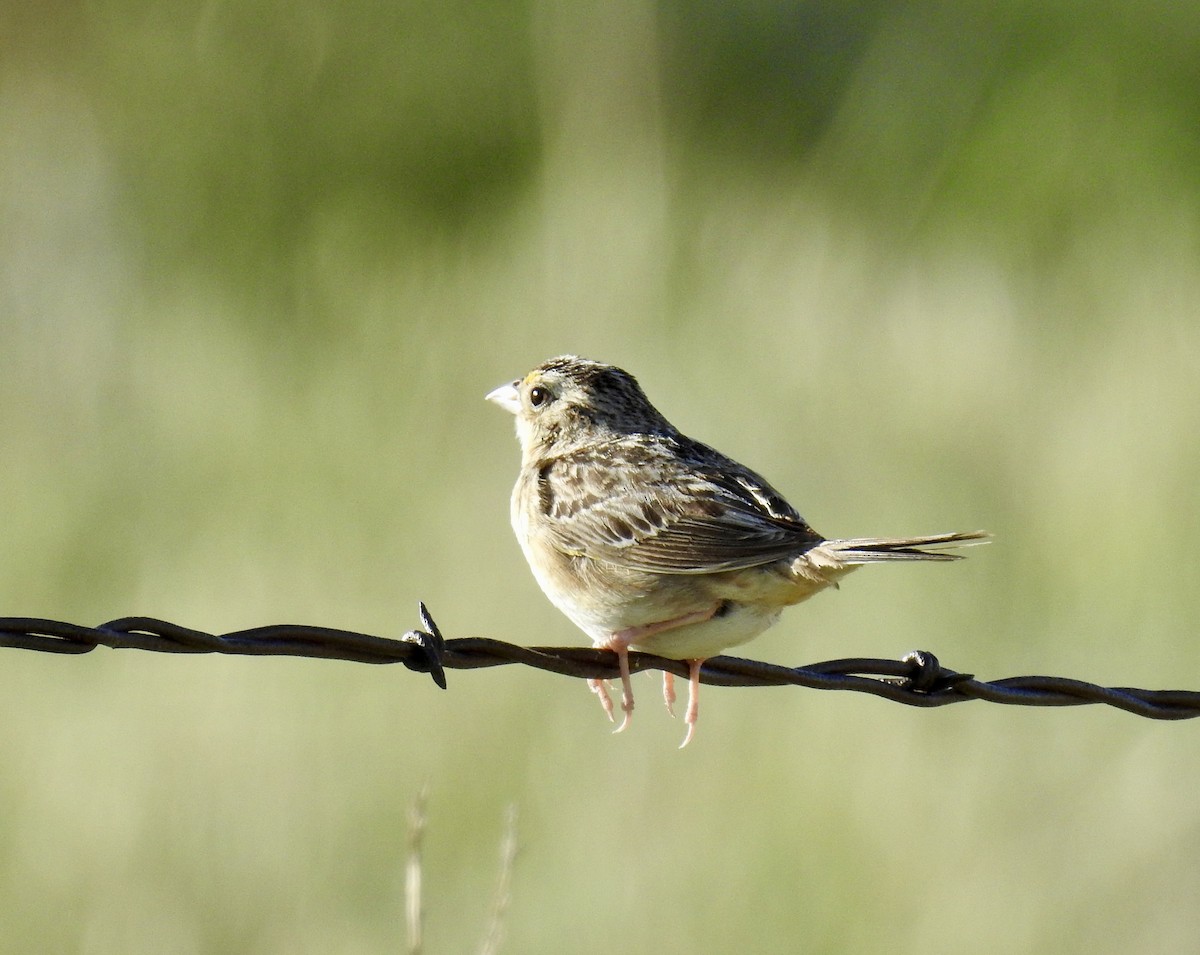 Grasshopper Sparrow - ML619826070