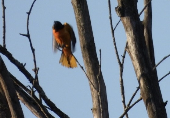 Oriole de Baltimore - ML619826082