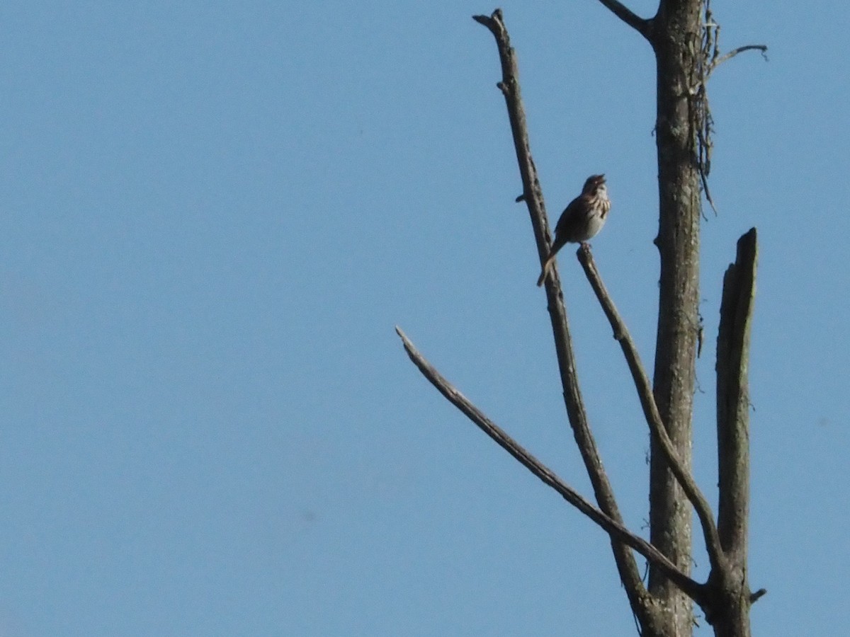 Song Sparrow - ML619826119