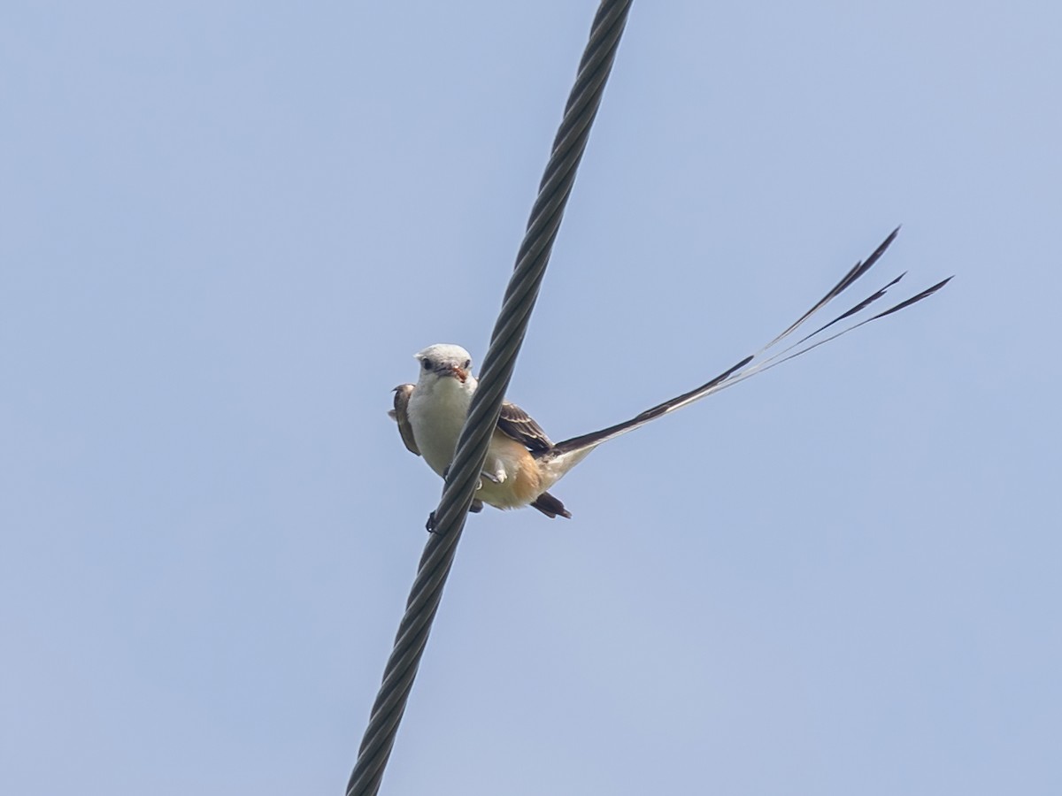 Scissor-tailed Flycatcher - ML619826132