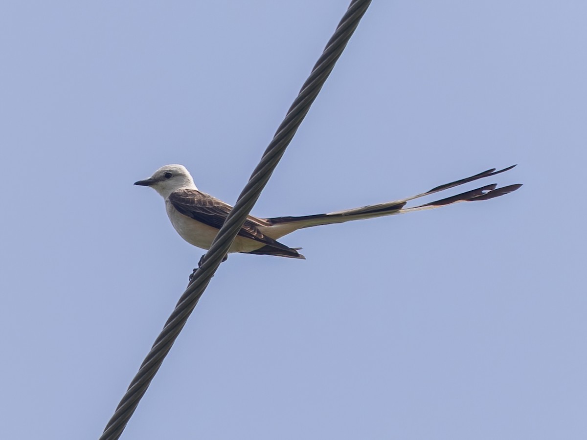 Scissor-tailed Flycatcher - ML619826133