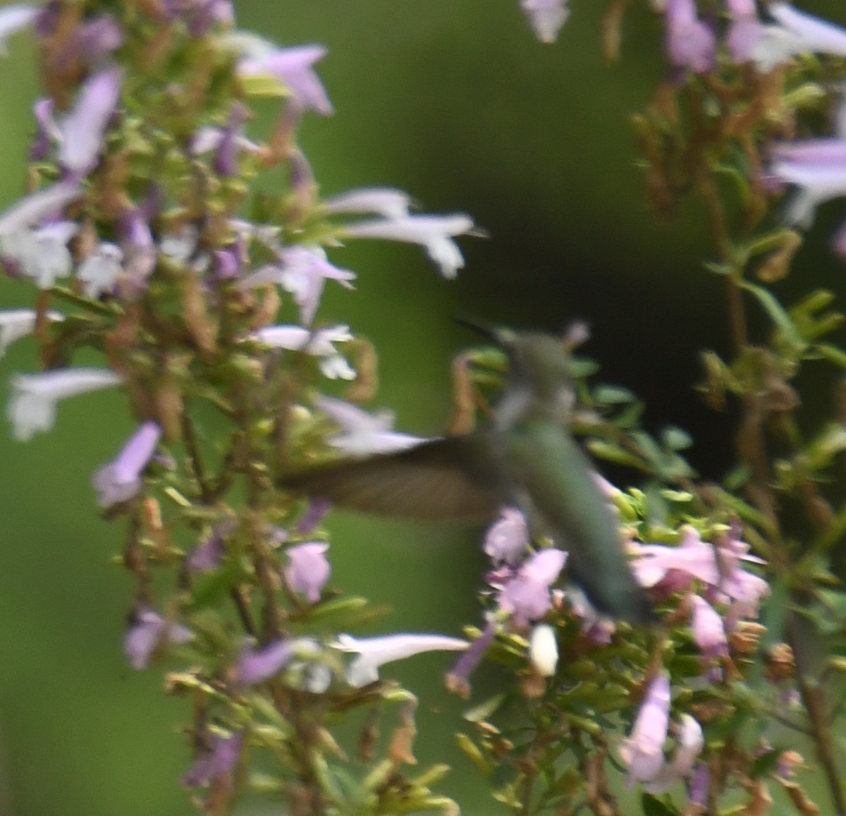 Ruby-throated/Black-chinned Hummingbird - ML619826158