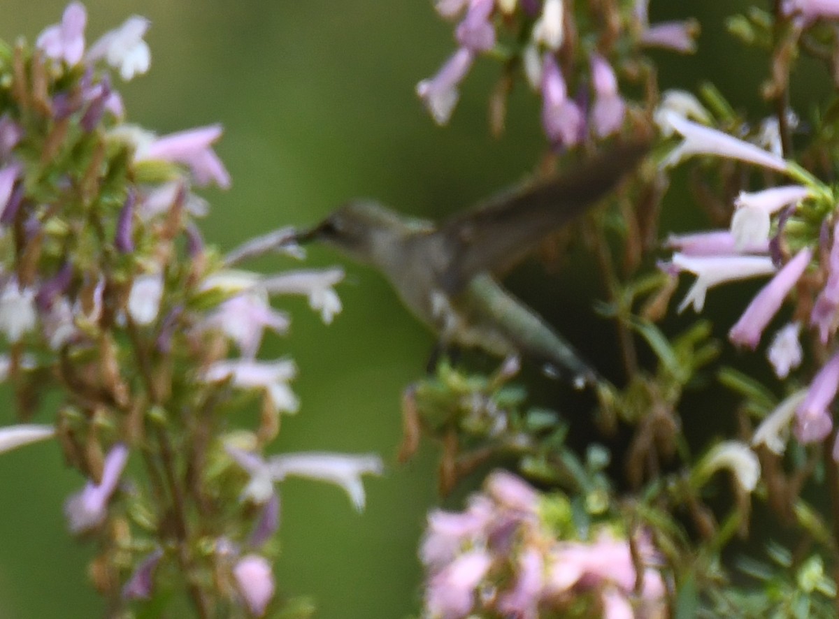 Ruby-throated/Black-chinned Hummingbird - ML619826159