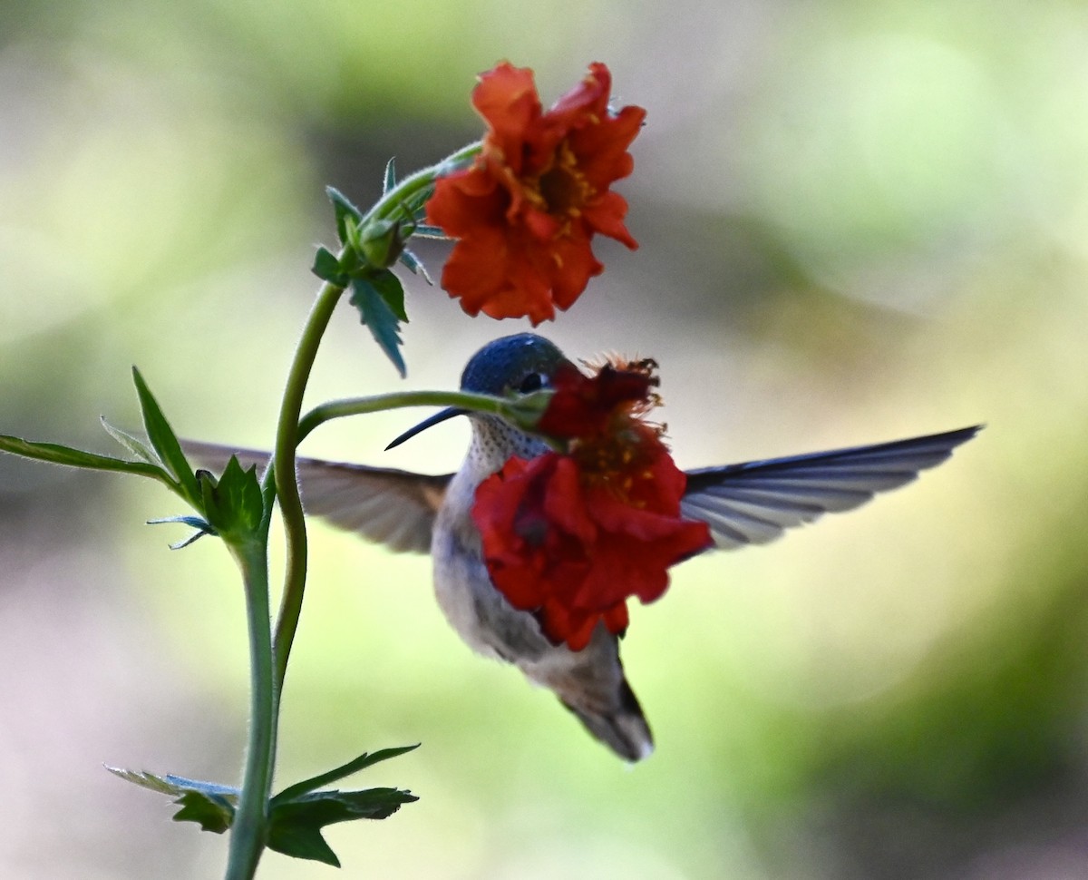 Broad-tailed Hummingbird - ML619826163
