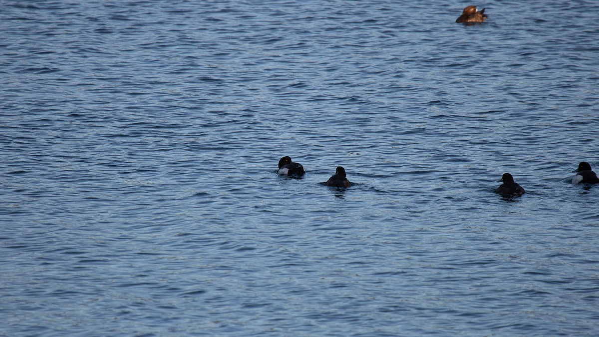 Murgilari txikia - ML619826164