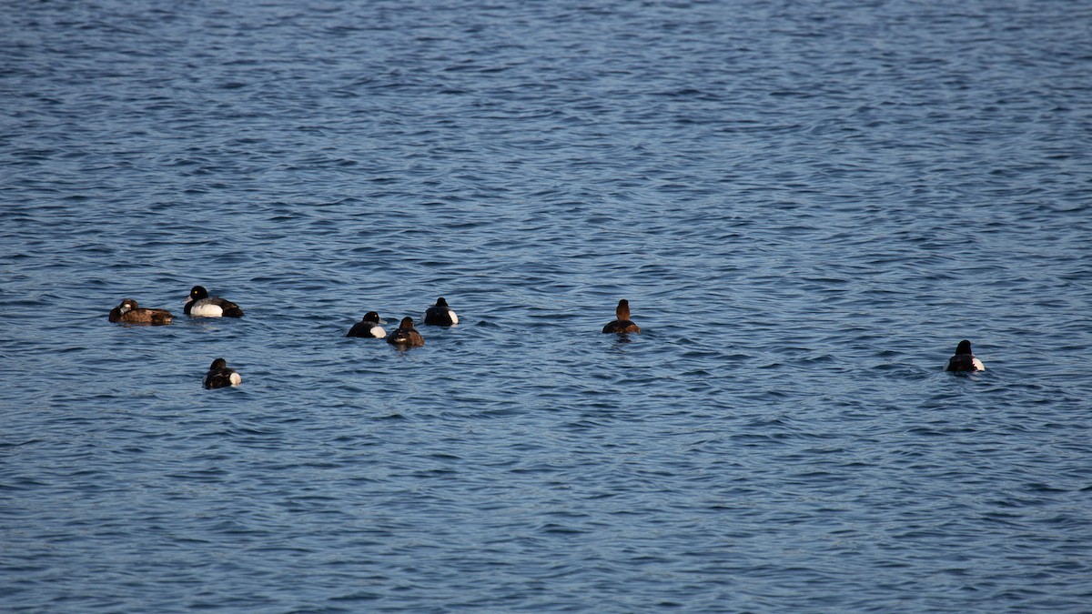 Murgilari txikia - ML619826166