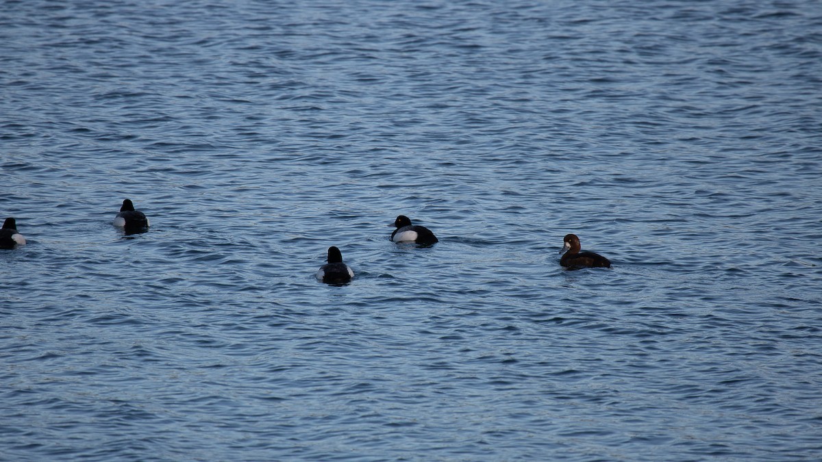 Lesser Scaup - ML619826167