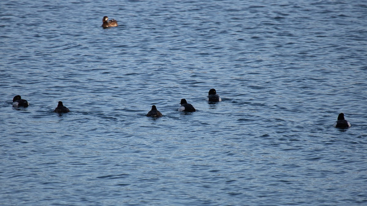 Lesser Scaup - ML619826168