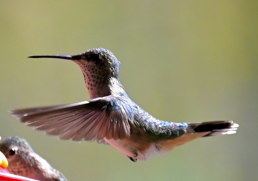 Broad-tailed Hummingbird - ML619826171