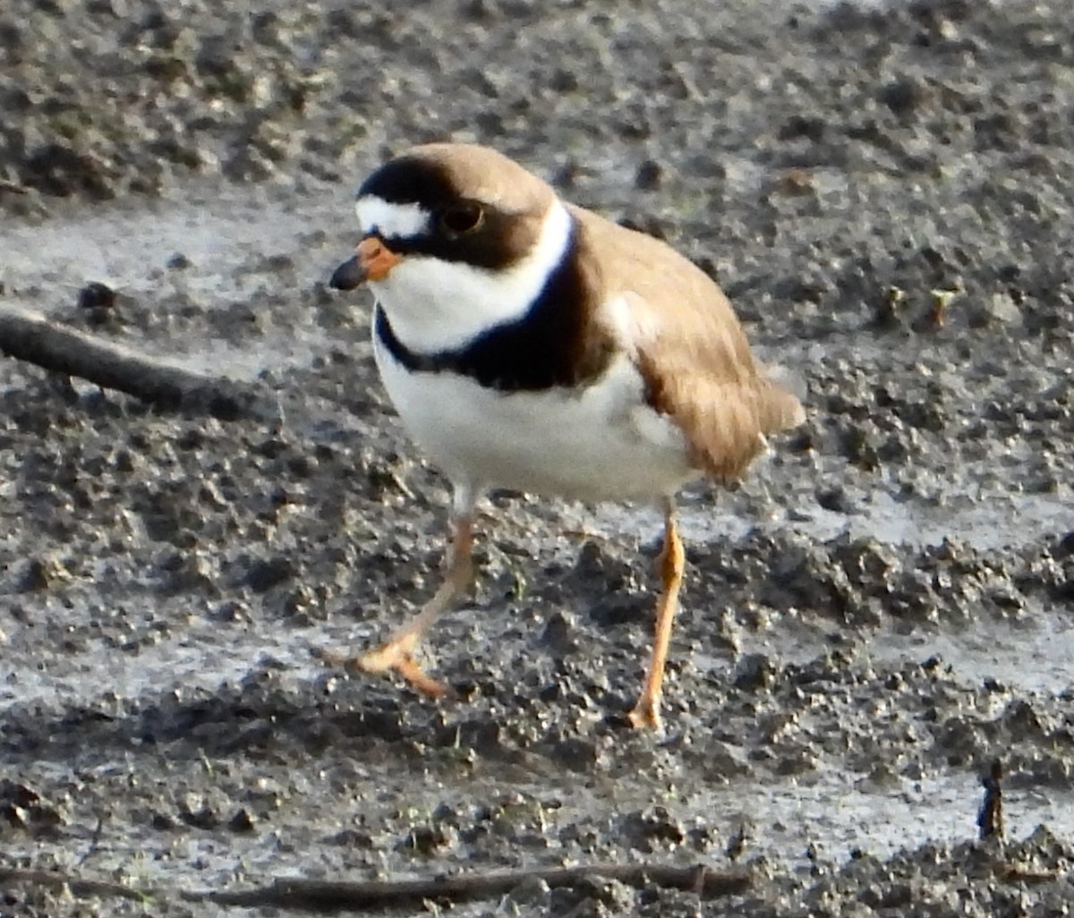 Semipalmated Plover - ML619826193