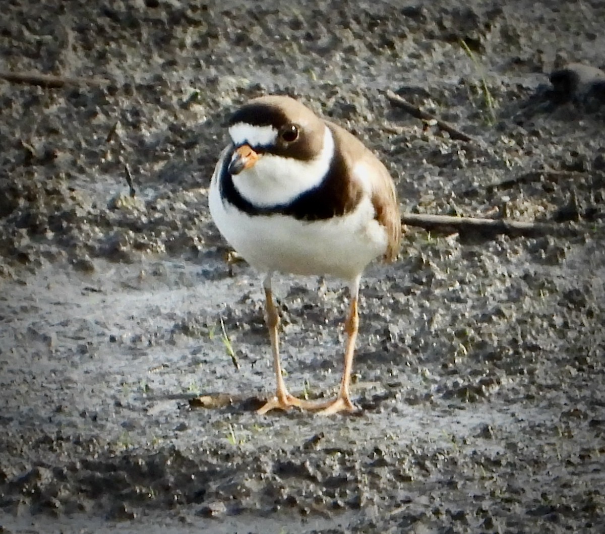 Semipalmated Plover - ML619826194