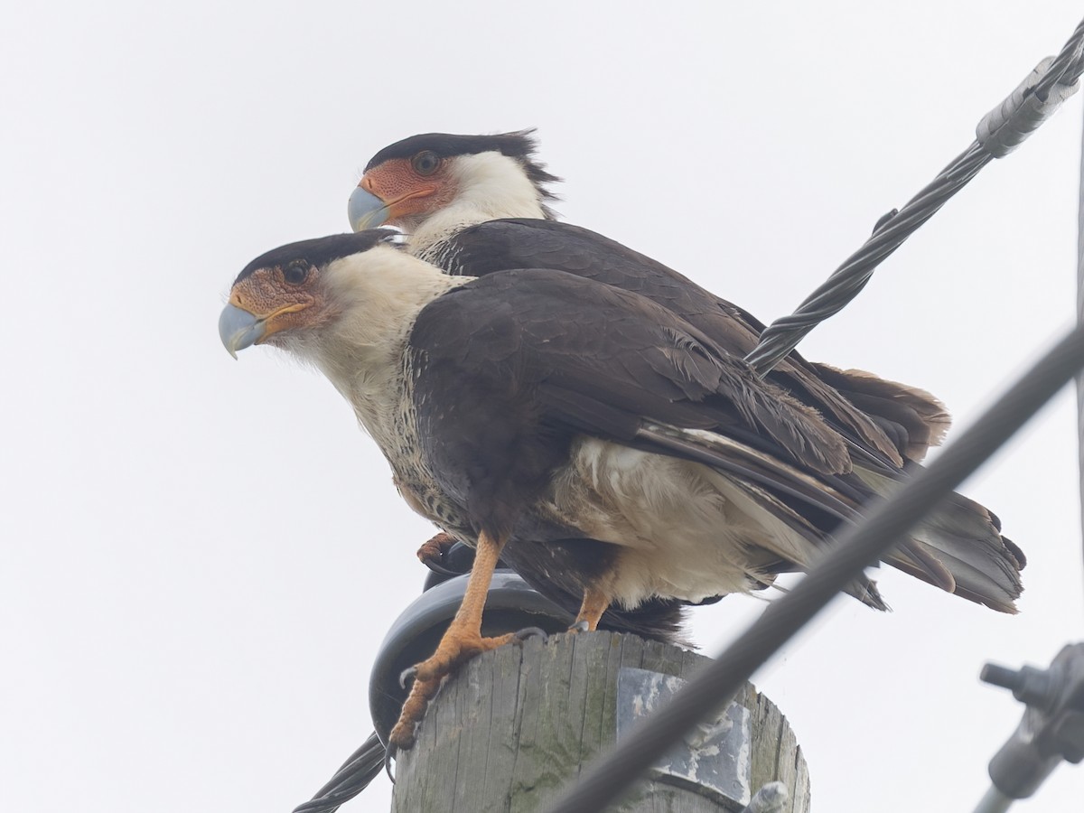 Crested Caracara - ML619826201