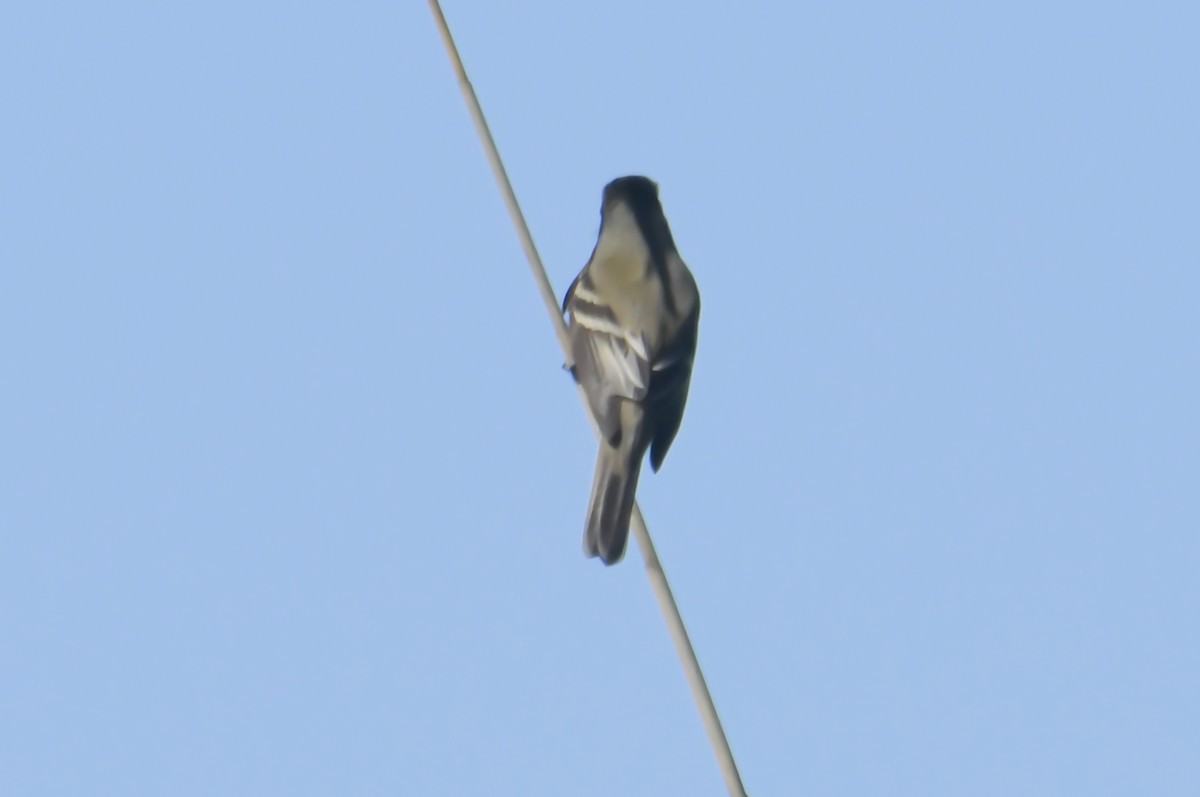 Willow Flycatcher - ML619826208