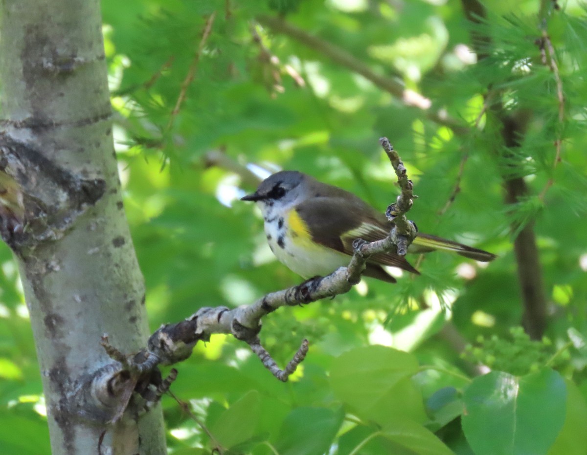 American Redstart - ML619826209