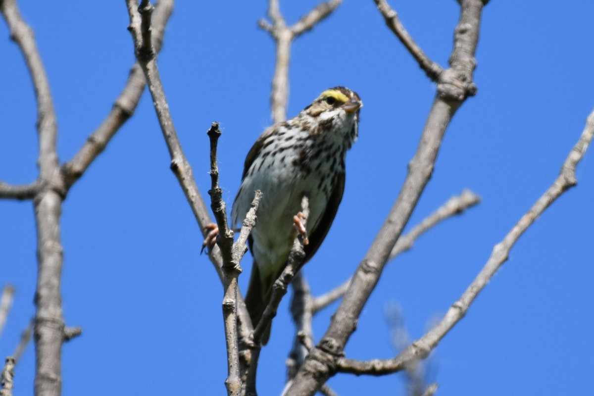 Savannah Sparrow - ML619826213