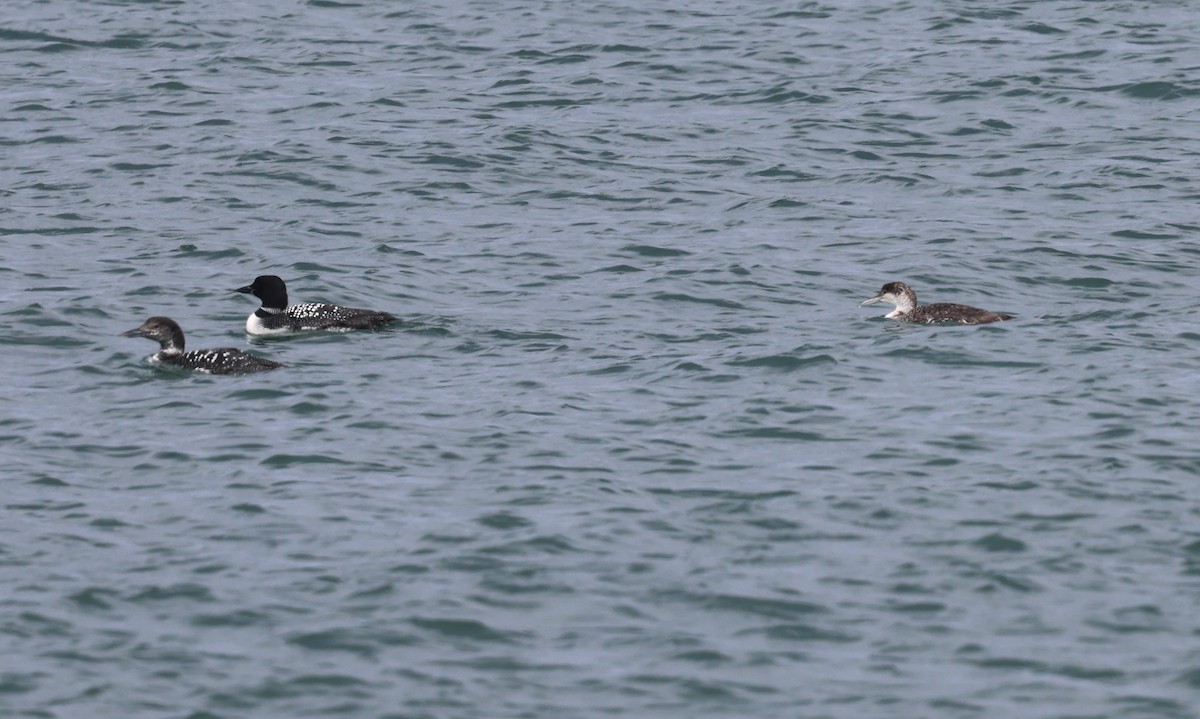 Common Loon - ML619826223