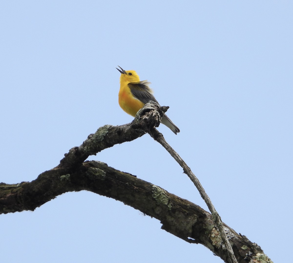 Prothonotary Warbler - ML619826229