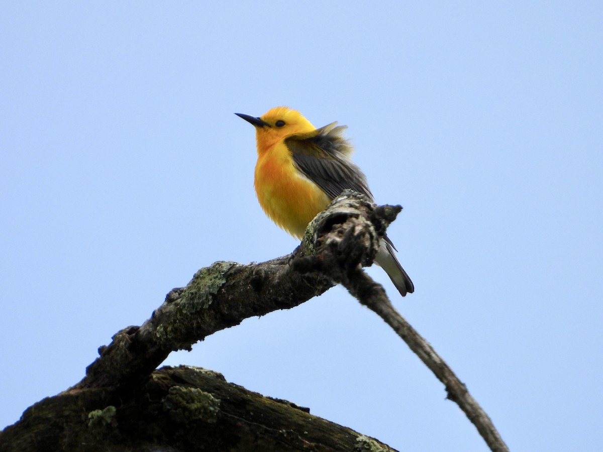 Prothonotary Warbler - ML619826230