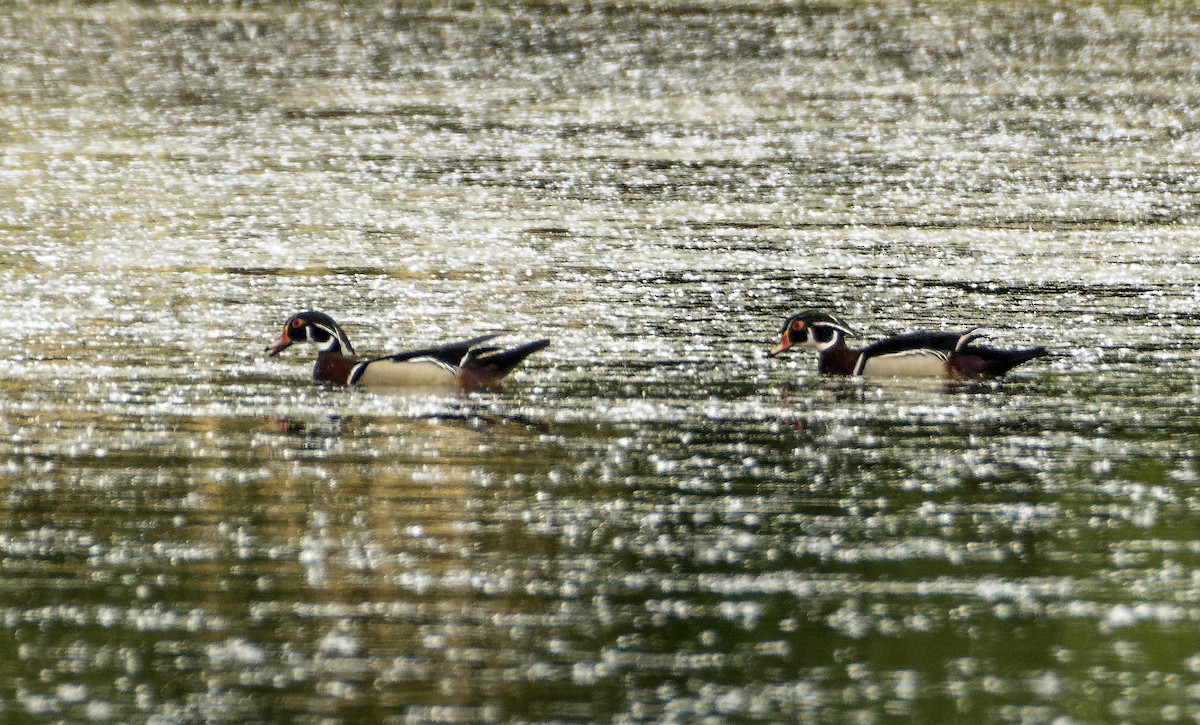 Wood Duck - ML619826238