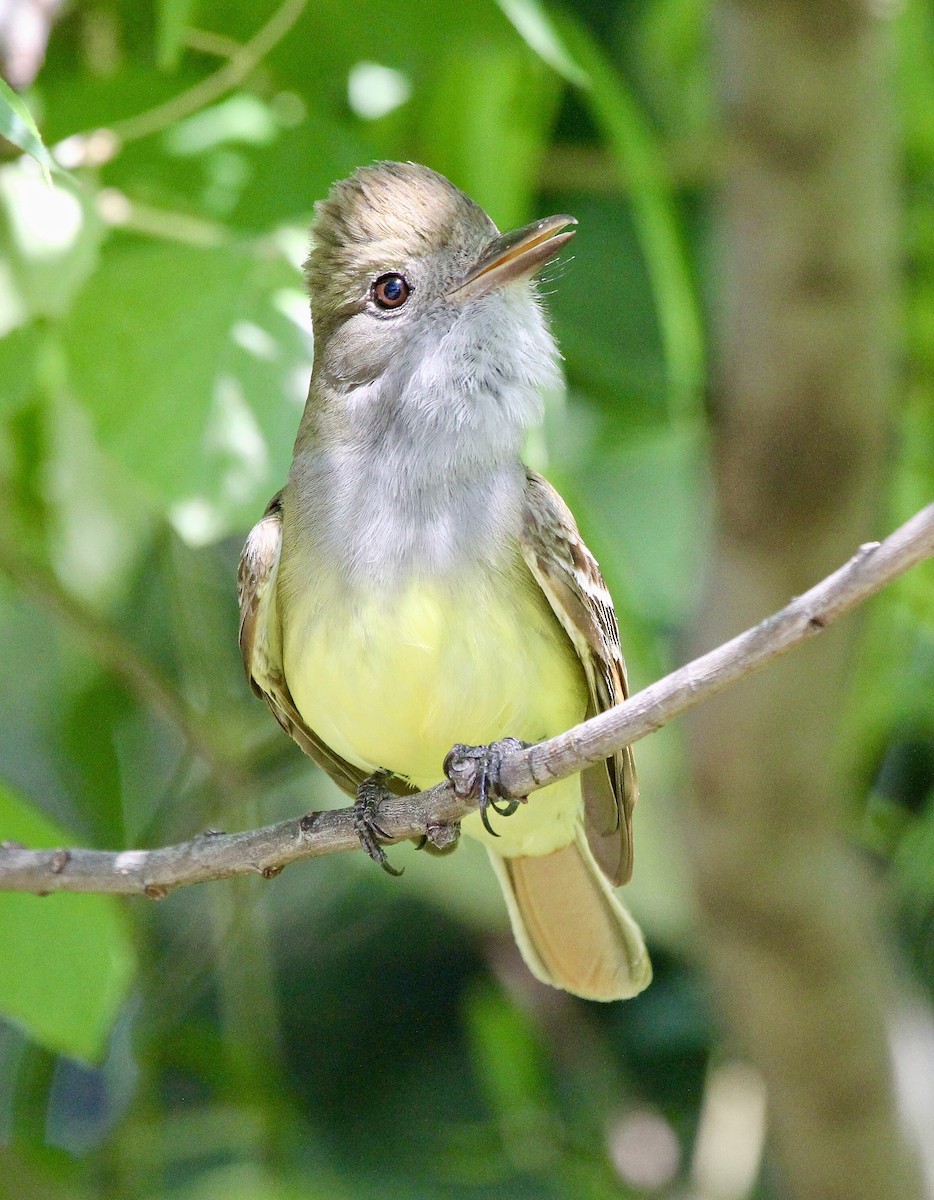 Great Crested Flycatcher - ML619826241