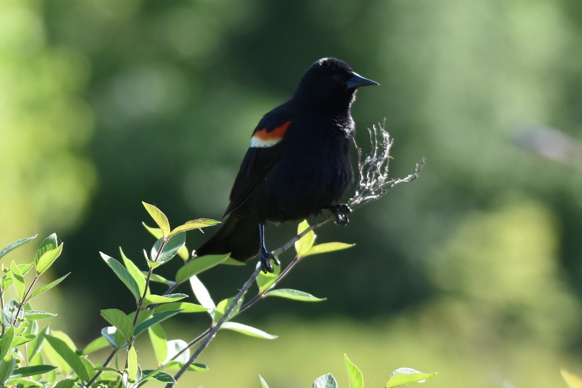 Red-winged Blackbird - ML619826245