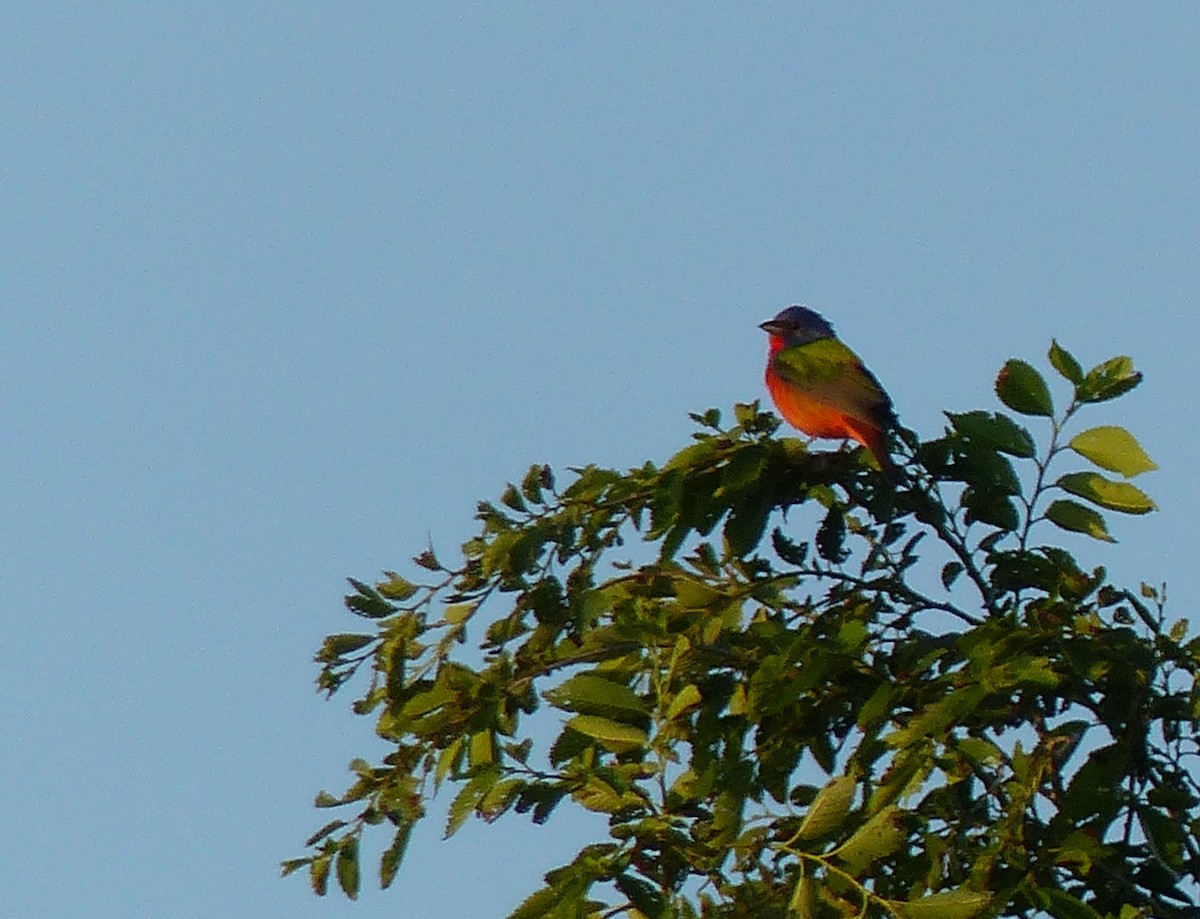 Painted Bunting - ML619826252
