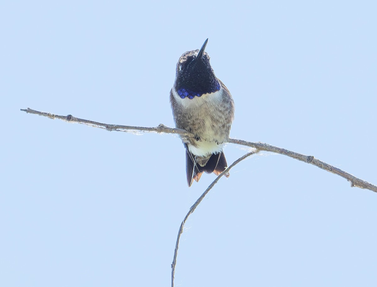 Black-chinned Hummingbird - ML619826304